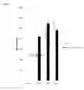 Fig. 02 - CMV vectors comprising microRNA recognition elements