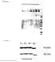 Fig. 04 - CMV vectors comprising microRNA recognition elements