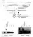Fig. 10 - CMV vectors comprising microRNA recognition elements