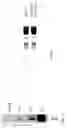 Fig. 11 - CMV vectors comprising microRNA recognition elements