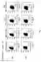 Fig. 06 - IMMUNOGENIC GLYCOPEPTIDES, COMPOSITION COMPRISING THE GLYCOPEPTIDES AND USE THEREOF