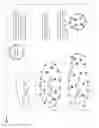 Fig. 09 - Immunomodulatory minicells and methods of use
