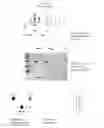 Fig. 09 - FMDV and E2 fusion proteins and uses thereof