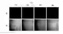 Fig. 02 - COMPOSITION FOR SKIN PENETRATION, CONTAINING CATIONIC MOLECULE TRANSPORTER AND ANIONIC BIOACTIVE MATERIAL