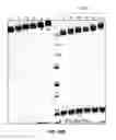 Fig. 33 - Anti-factor D antibody variant conjugates and uses thereof