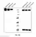 Fig. 37 - Anti-factor D antibody variant conjugates and uses thereof