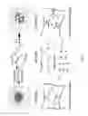 Fig. 27 - Library of pH responsive polymers and nanoprobes thereof