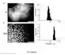 Fig. 31 - Library of pH responsive polymers and nanoprobes thereof