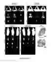 Fig. 52 - Library of pH responsive polymers and nanoprobes thereof
