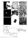 Fig. 57 - Library of pH responsive polymers and nanoprobes thereof