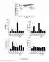 Fig. 61 - Library of pH responsive polymers and nanoprobes thereof