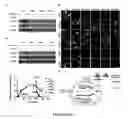 Fig. 71 - Library of pH responsive polymers and nanoprobes thereof