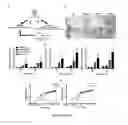 Fig. 76 - Library of pH responsive polymers and nanoprobes thereof