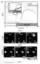 Fig. 09 - NANOPARTICLES AND METHODS OF MAKING