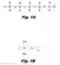 Fig. 02 - SURFACE MODIFIED DEVICES AND STERILE PACKAGING THEREFOR