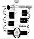 Fig. 43 - Coated surgical mesh, and corresponding systems and methods