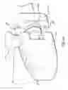 Fig. 42 - Telescopic percutaneous tissue dilation systems and related methods