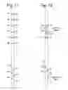 Fig. 12 - Systems and related methods for optimization of multi-electrode nerve pacing