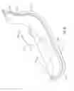 Fig. 05 - Preformed lacrosse pocket
