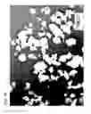 Fig. 17 - GRANULAR MATERIAL AND METHOD OF PRODUCING GRANULAR MATERIAL