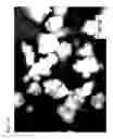 Fig. 18 - GRANULAR MATERIAL AND METHOD OF PRODUCING GRANULAR MATERIAL