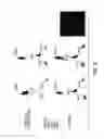 Fig. 06 - COMPOSITE ARRAYS UTILIZING MICROSPHERES WITH A HYBRIDIZATION CHAMBER