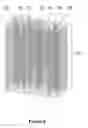 Fig. 09 - Nucleic acid purification