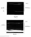 Fig. 03 - Methods for making an electroactive device fabricated with a nanotube film electrode