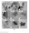 Fig. 03 - Silicon-based polymer-derived ceramic composites comprising H-BN nanosheets