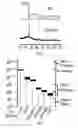 Fig. 05 - Silicon-based polymer-derived ceramic composites comprising H-BN nanosheets
