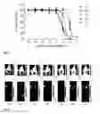 Fig. 04 - Synthesis and composition of photodynamic therapeutic agents for the targeted treatment of cancer
