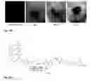 Fig. 20 - Synthesis and composition of photodynamic therapeutic agents for the targeted treatment of cancer