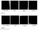 Fig. 24 - Synthesis and composition of photodynamic therapeutic agents for the targeted treatment of cancer