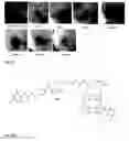 Fig. 25 - Synthesis and composition of photodynamic therapeutic agents for the targeted treatment of cancer