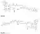 Fig. 26 - Synthesis and composition of photodynamic therapeutic agents for the targeted treatment of cancer