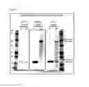 Fig. 04 - Modified biotin, streptavidin mutant, and usage of them