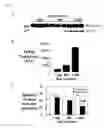 Fig. 03 - COMPOSITIONS AND METHODS RELATED TO TAUOPATHY
