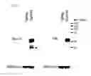 Fig. 04 - COMPOSITIONS AND METHODS RELATED TO TAUOPATHY