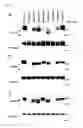 Fig. 06 - COMPOSITIONS AND METHODS RELATED TO TAUOPATHY