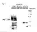 Fig. 08 - COMPOSITIONS AND METHODS RELATED TO TAUOPATHY