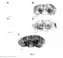 Fig. 09 - Peptide-mediated non-covalent delivery of active agents across the blood-brain barrier