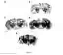 Fig. 10 - Peptide-mediated non-covalent delivery of active agents across the blood-brain barrier