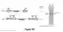 Fig. 24 - Fetal hemoglobin for genetic correction of sickle cell disease
