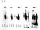 Fig. 24 - specific antibodies
