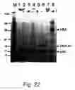Fig. 20 - LIGAND