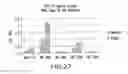 Fig. 32 - Antibody to GDF8 and uses thereof
