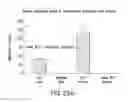 Fig. 34 - Antibody to GDF8 and uses thereof