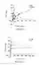 Fig. 43 - Antibody to GDF8 and uses thereof