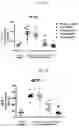Fig. 08 - Method of treating idiopathic pulmonary fibrosis by administering human oncostatin M antibodies