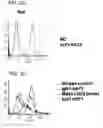 Fig. 07 - Human monoclonal antibodies specific for CD22